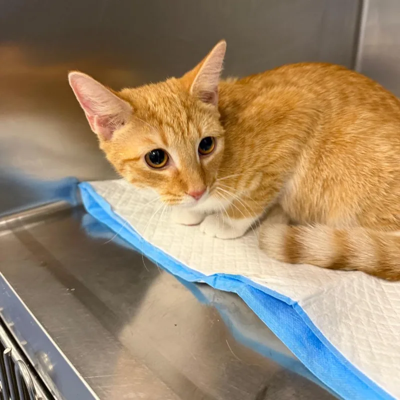 A young medium-sized female Orange / Red Domestic Short Hair cat named Danone for adoption in Greensboro, NC