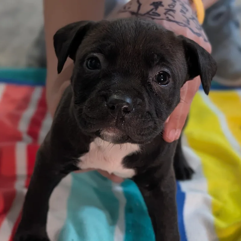 A baby medium-sized female Mixed Breed dog named Susie for adoption in Alma, MI