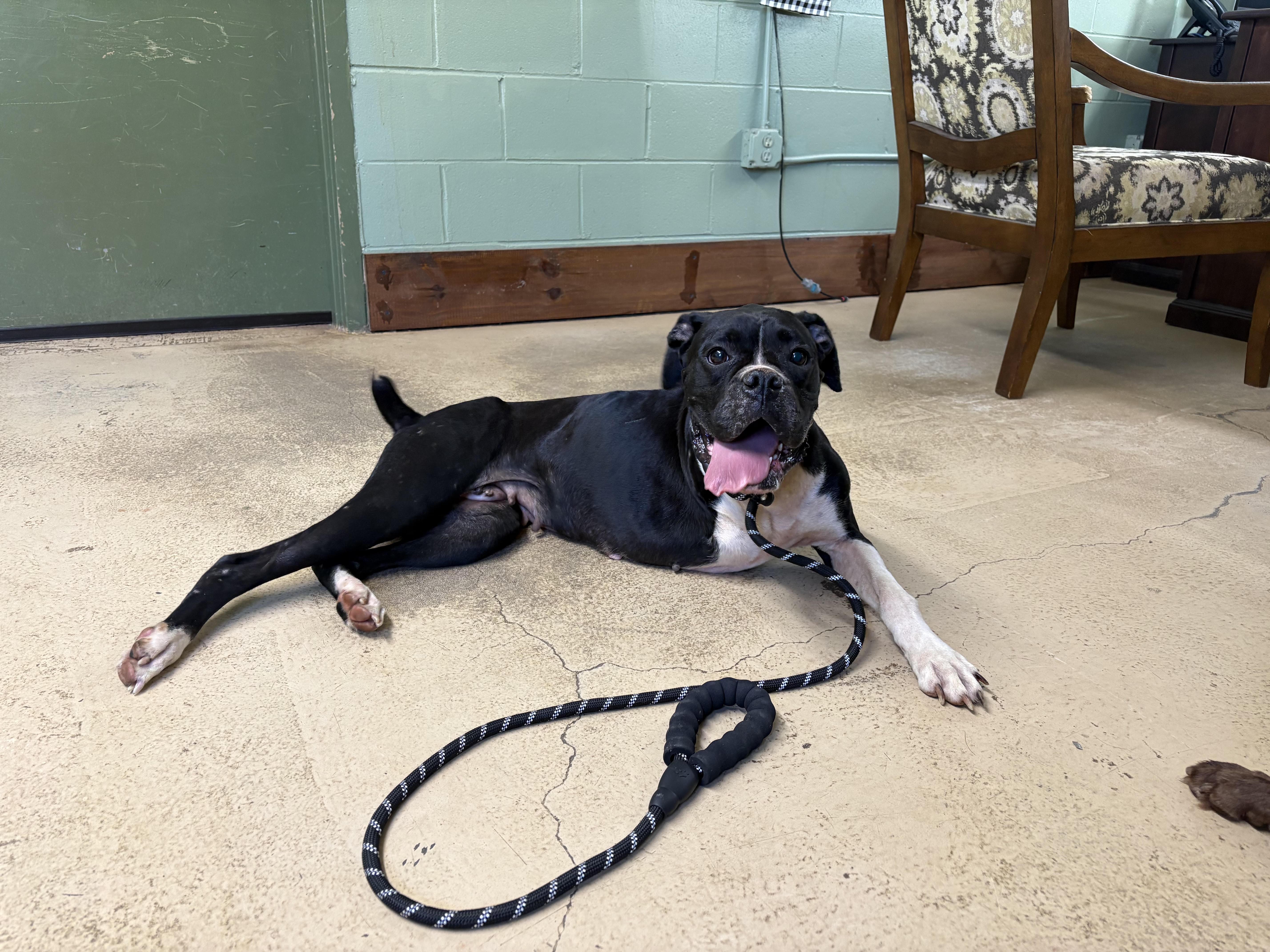 An adult medium-sized female Bicolor Boxer dog named Patches for adoption in Monticello, GA