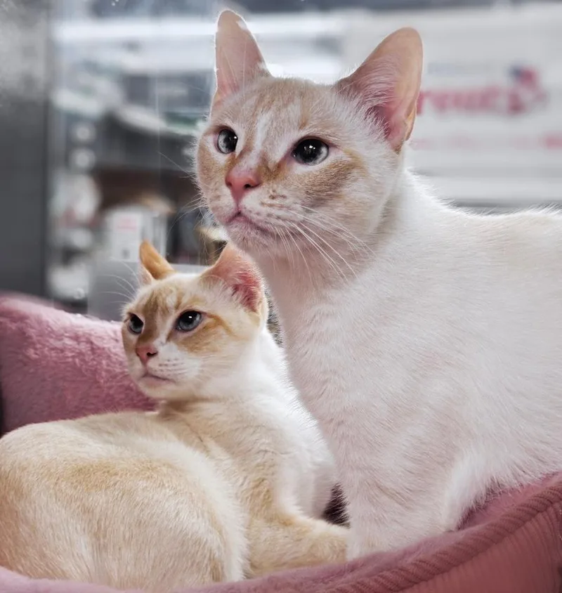 An adult medium-sized female Orange & White Siamese cat named Wynter for adoption in Deland, FL