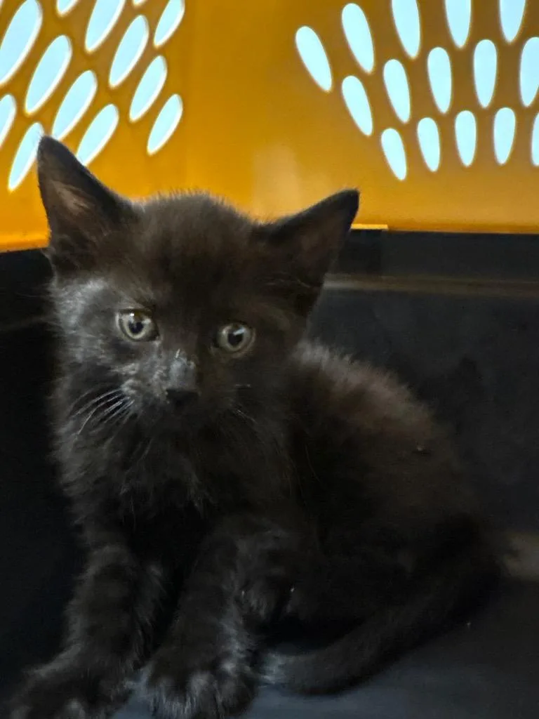 A baby medium-sized male Domestic Short Hair cat named Midnight for adoption in Bloomington, IN