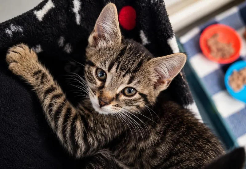 A baby medium-sized female Domestic Short Hair cat named Tee for adoption in Warren, MI