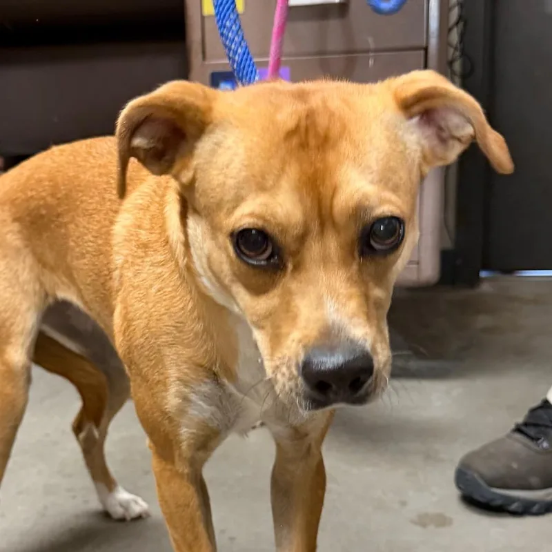 An adult small-sized female Yellow / Tan / Blond / Fawn Mixed Breed dog named Lilac for adoption in Yuma, AZ