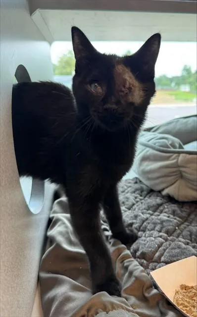 A baby medium-sized female Domestic Short Hair cat named Galumph for adoption in Leesburg, VA
