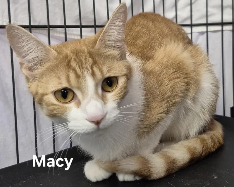 A young medium-sized female Domestic Short Hair cat named Macy for adoption in Kendallville, IN