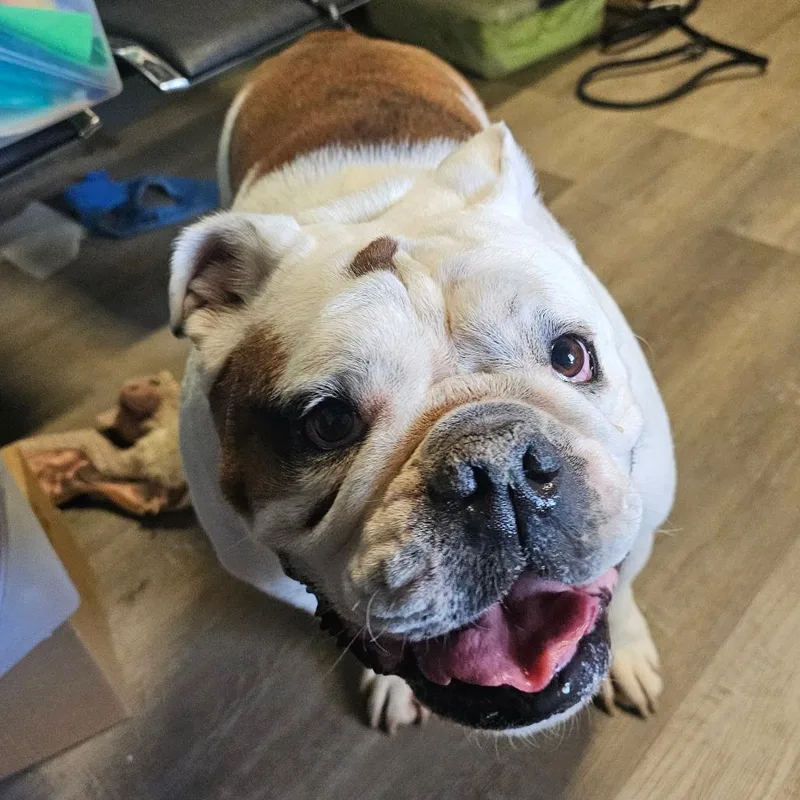 An adult medium-sized male White / Cream English Bulldog dog named Milo for adoption in mount vernon, AR