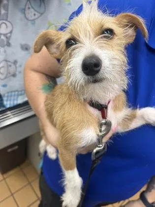 A baby small-sized male Fox Terrier dog named Tony for adoption in Gainesville, FL