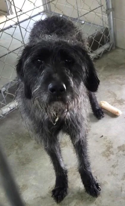An adult medium-sized male Mixed Breed dog named Stacy for adoption in Madison, NJ