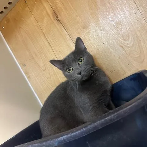 An adult medium-sized female Gray / Blue / Silver American Shorthair cat named Stinkerbell for adoption in Enterprise, AL