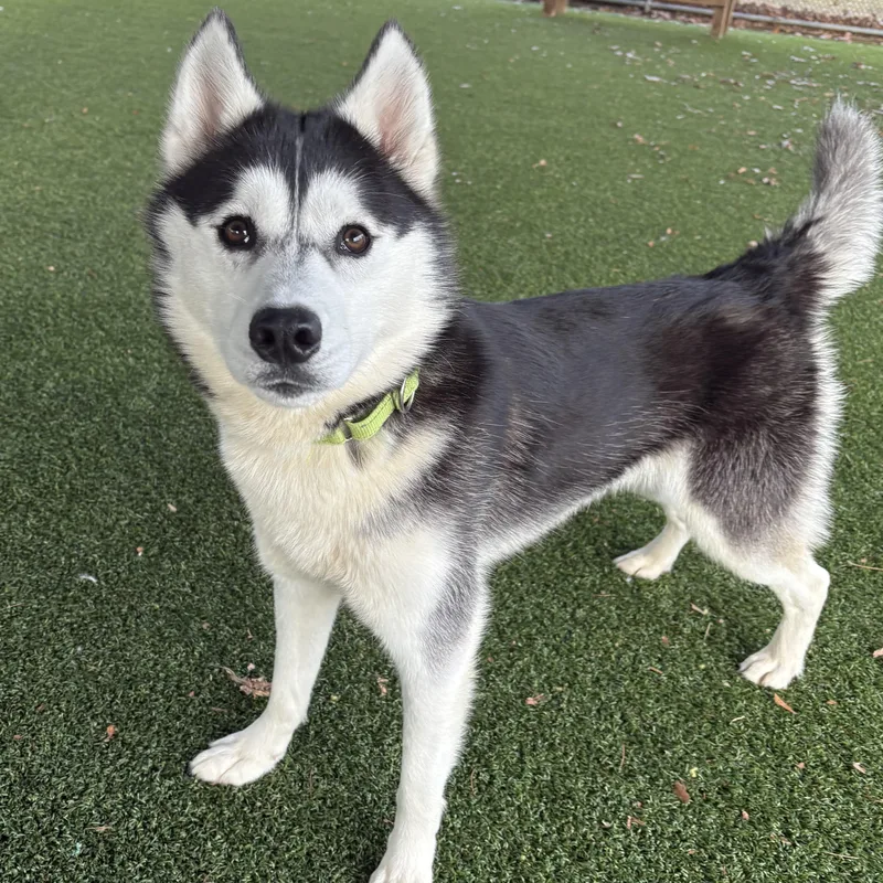 An adult medium-sized male Black Husky dog named Duncan for adoption in Eatontown, NJ