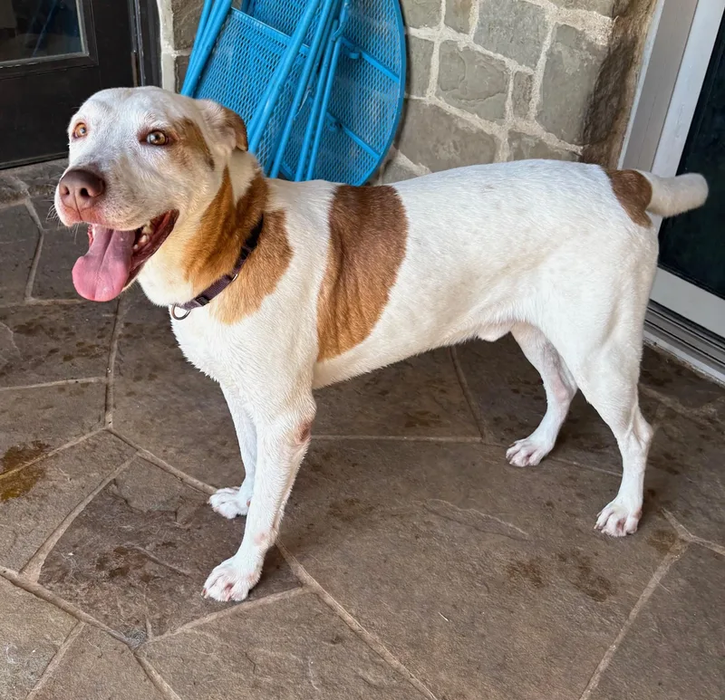 A young medium-sized male Australian Cattle Dog / Blue Heeler dog named Prince Boy for adoption in Lavon, TX