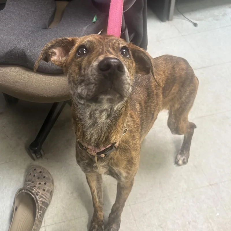 A young medium-sized female Brindle Mixed Breed dog named Flip Flop for adoption in Philadelphia, PA