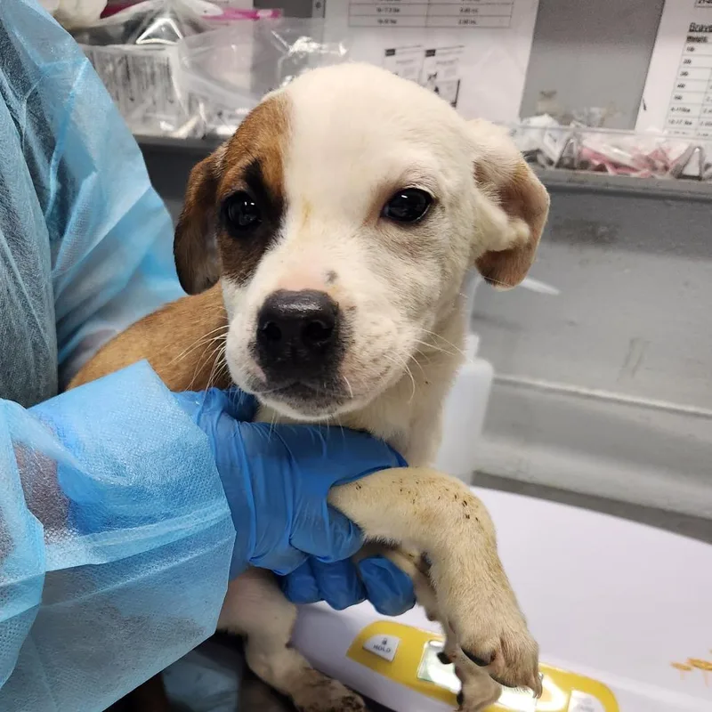 A baby small-sized female White / Cream Mixed Breed dog named Erika for adoption in Summerville, SC