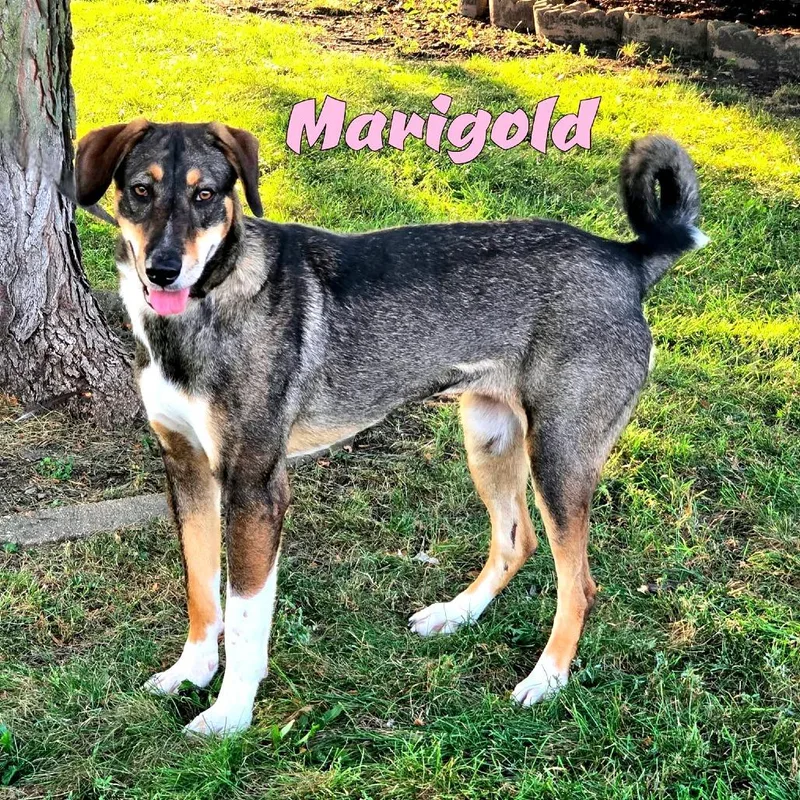 An adult medium-sized female Brown / Chocolate Mixed Breed dog named Marigold for adoption in Joliet, IL