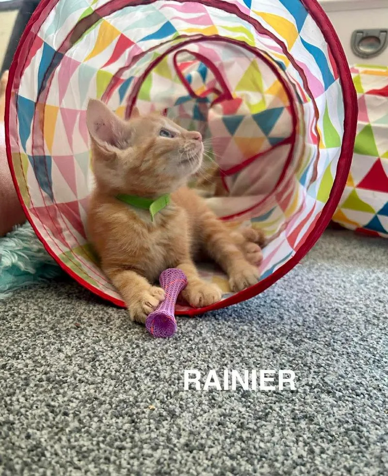 A baby medium-sized male Domestic Short Hair cat named Mount Rainier National Park for adoption in Parkville, MD
