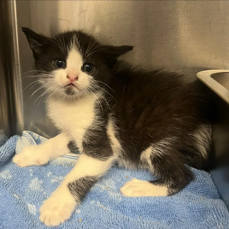 A baby medium-sized male Black & White / Tuxedo Domestic Short Hair cat named Dr. Whitaker for adoption in Santa Clara, CA