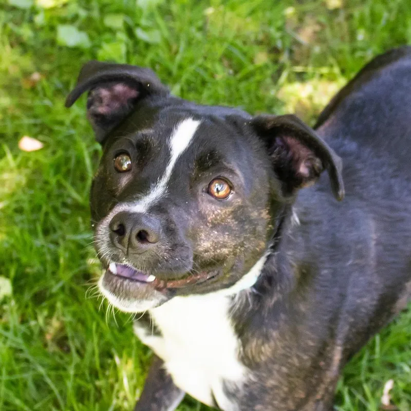 An adult medium-sized male Black Mixed Breed dog named Kenny for adoption in Middletown, RI