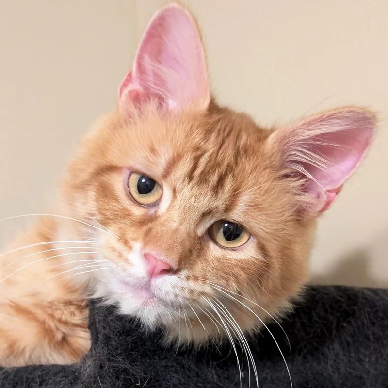 A young small-sized male Tabby (Orange / Red) Domestic Medium Hair cat named Cain for adoption in Jefferson, WI