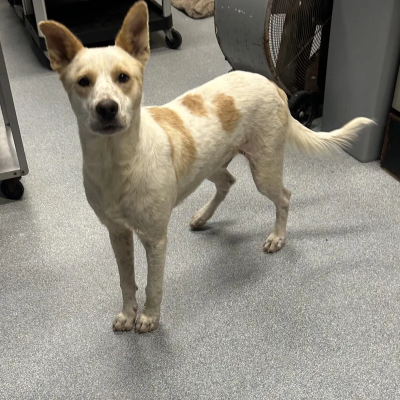 An adult medium-sized male Australian Cattle Dog / Blue Heeler dog named Bruce for adoption in St. Joseph, MI