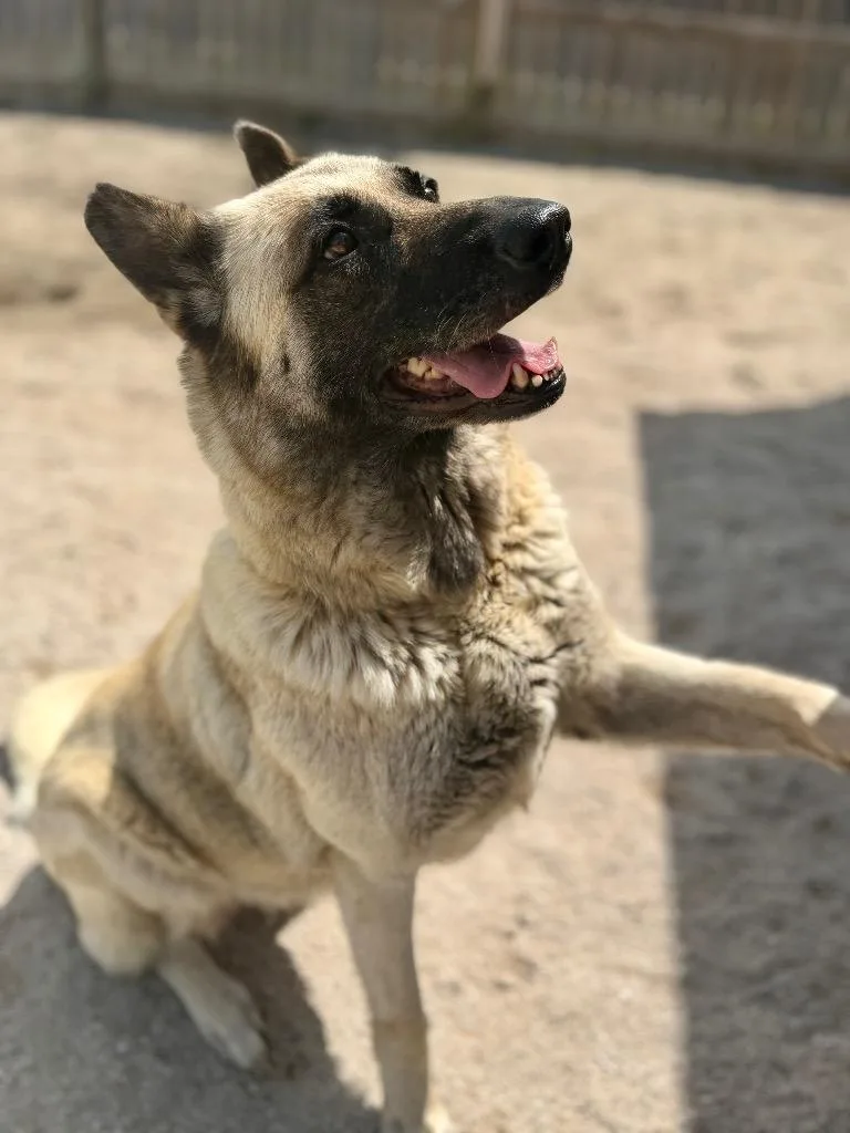 A young medium-sized female German Shepherd Dog dog named Cami for adoption in Muskegon, MI