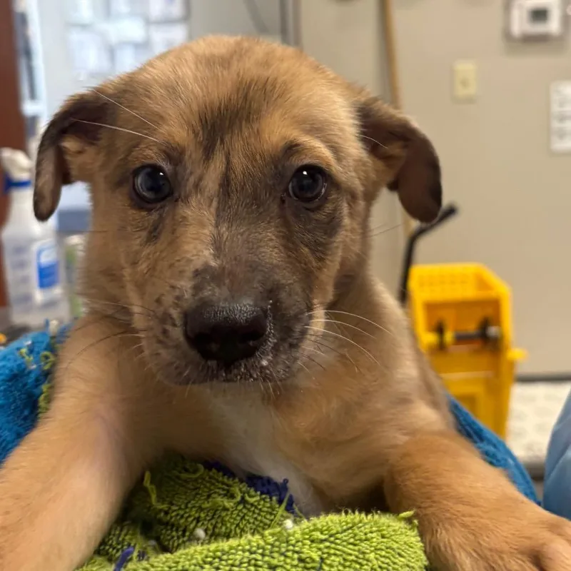 A baby small-sized male Brown / Chocolate German Shepherd Dog dog named Zuko for adoption in Yuma, AZ