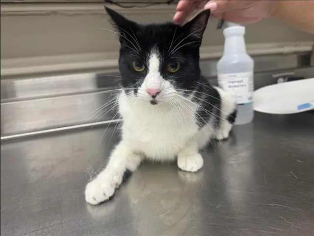 A young medium-sized female Domestic Short Hair cat named Coco for adoption in Grand Prairie, TX