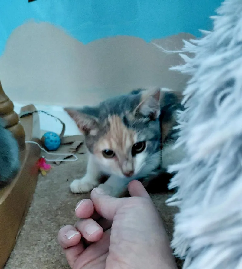 A baby medium-sized female Calico Domestic Short Hair cat named Paisley for adoption in Cincinnati, OH