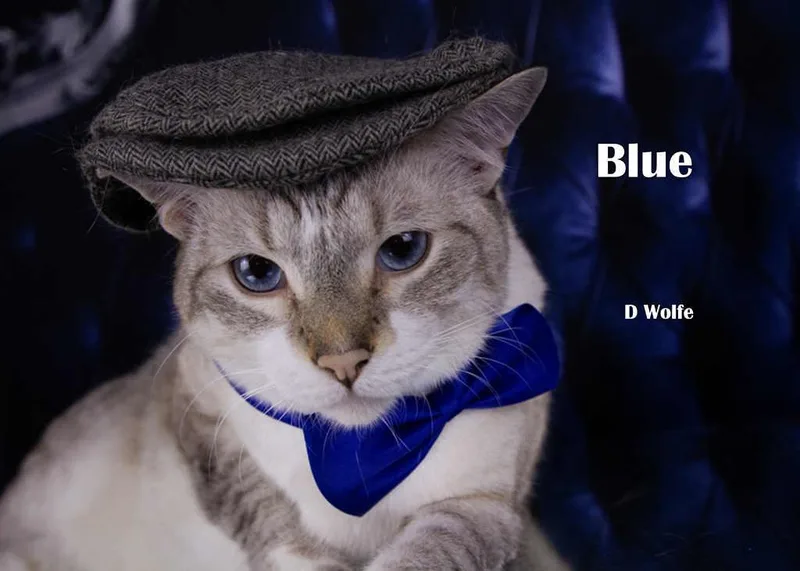 An adult large-sized male Buff / Tan / Fawn Tabby cat named Blue for adoption in York, NE