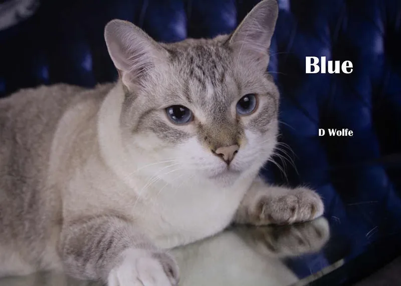 Blue thumbnail 3