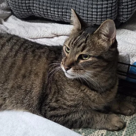 A senior large-sized male Tabby (Brown / Chocolate) Domestic Short Hair cat named Mr. Meowgi for adoption in Roanoke, VA