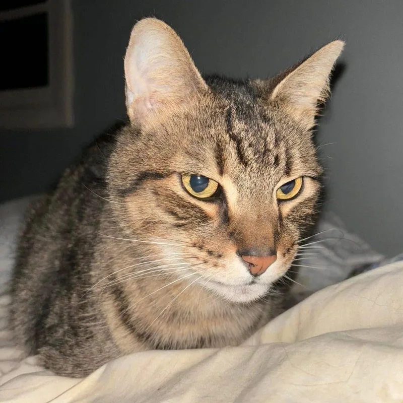 Mr. Meowgi thumbnail 2
