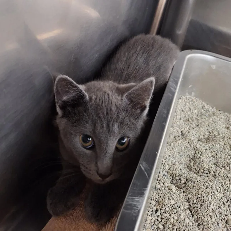 A baby small-sized male Gray / Blue / Silver Domestic Short Hair cat named Zack for adoption in Attica, NY