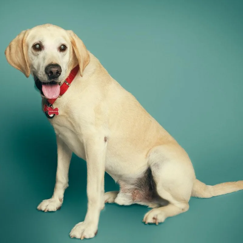 A senior large-sized male Yellow / Tan / Blond / Fawn Labrador Retriever dog named Leo for adoption in San Francisco, CA
