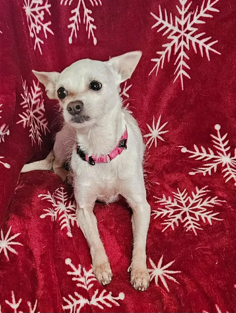 An adult small-sized female Mixed Breed dog named Arie Jaedw for adoption in Fairmont, WV