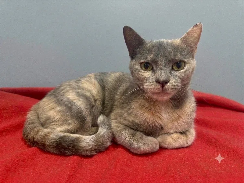An adult medium-sized female Domestic Short Hair cat named Marina for adoption in Newtown Square, PA