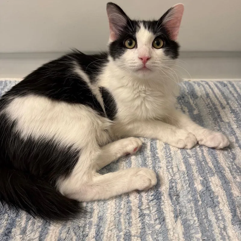 A baby medium-sized male Domestic Medium Hair cat named Turnip for adoption in Cumming, GA