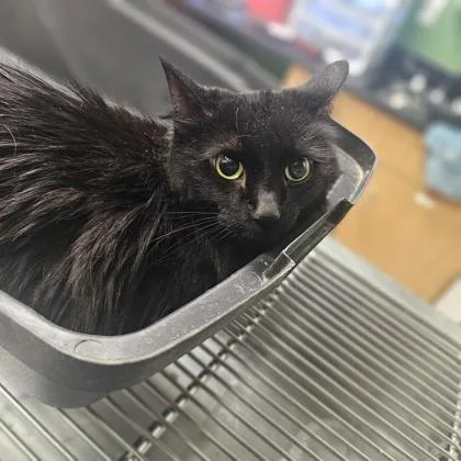 A senior medium-sized female Domestic Medium Hair cat named Opal for adoption in Kansas City, MO