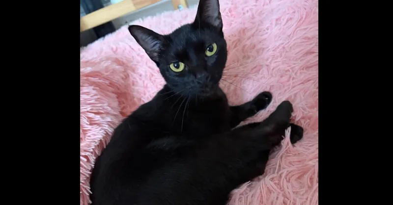 Lulu