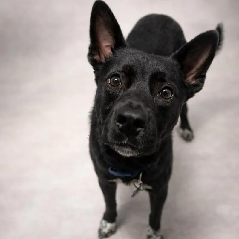 Lebowski  Current Pups thumbnail 2