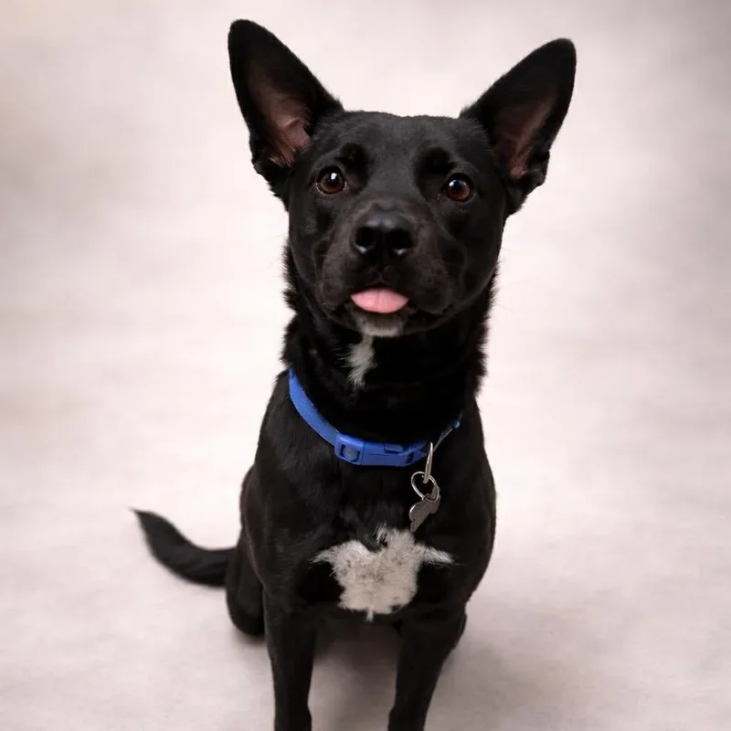 Lebowski  Current Pups thumbnail 3