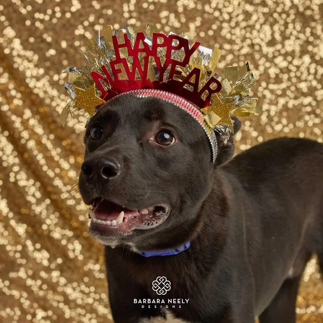 Lebowski  Current Pups thumbnail 4