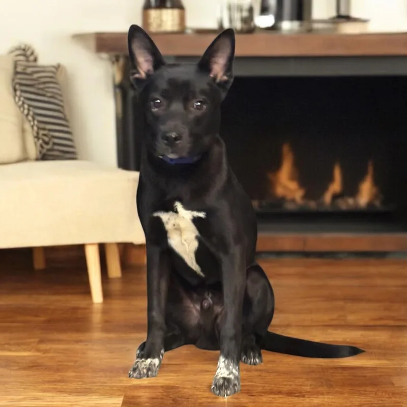 Lebowski  Current Pups thumbnail 5