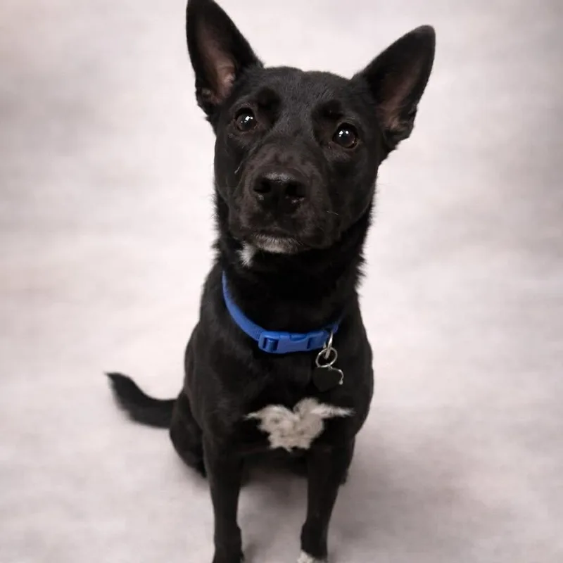 Lebowski  Current Pups