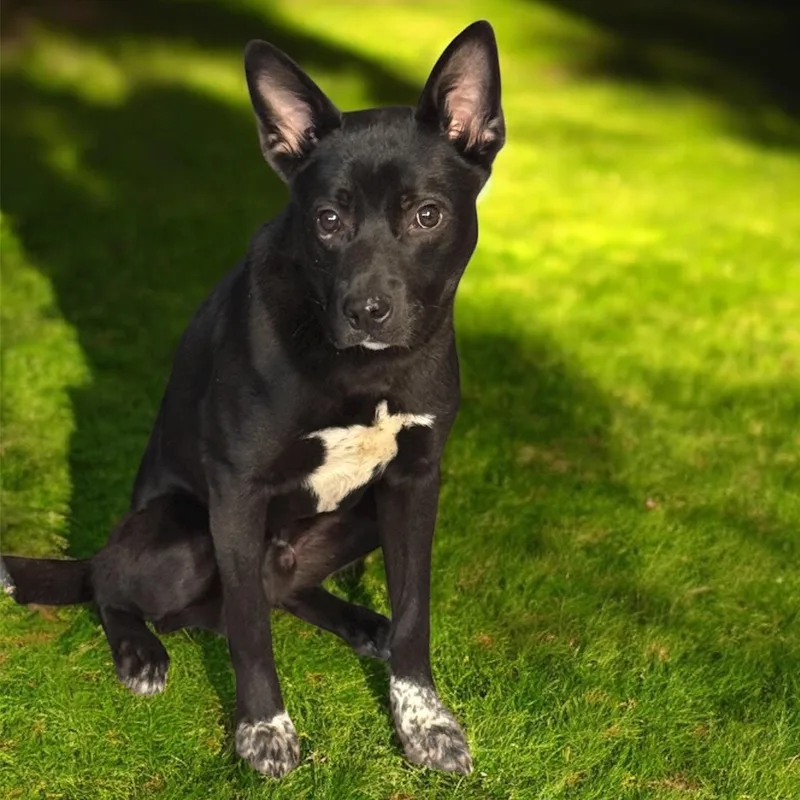 Lebowski  Current Pups thumbnail 6