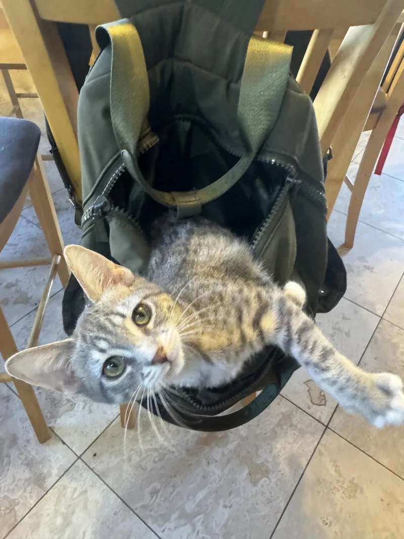 Olive