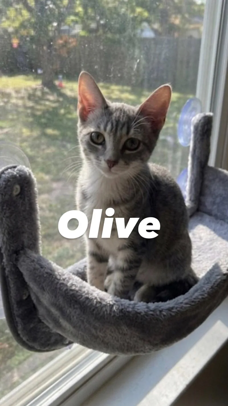 Olive thumbnail 2