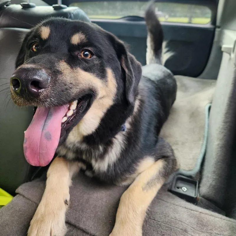 An adult large-sized male German Shepherd Dog dog named Rockie for adoption in Richmond Hill, GA