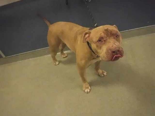 An adult large-sized female Pit Bull Terrier dog named Rainy for adoption in Miami, FL