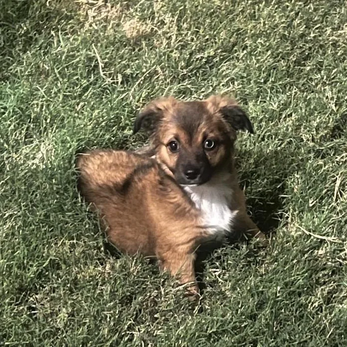 A baby medium-sized female Brown / Chocolate Corgi dog named Delilah for adoption in Mansfield, TX