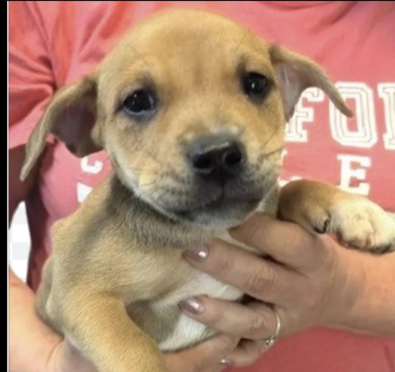 A baby medium-sized female Terrier dog named Nitro for adoption in Copiague, NY